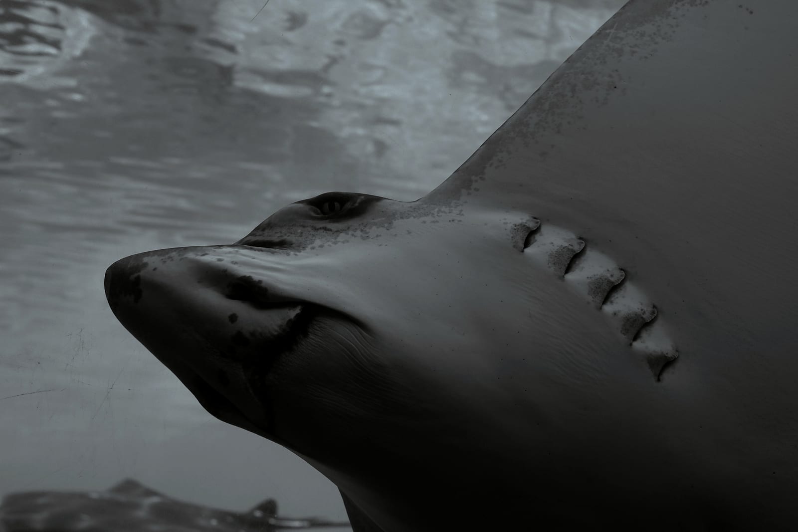 Shark Stratos